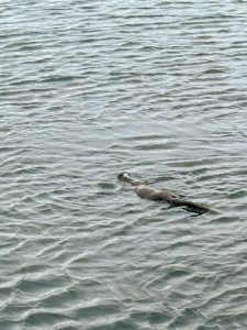 Otter Sighting