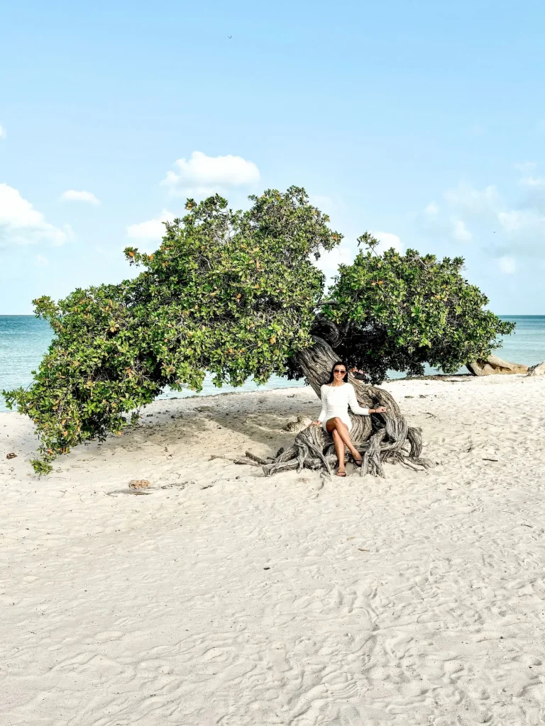fofoti tree