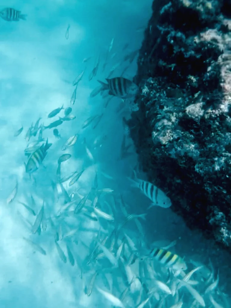 snorkel