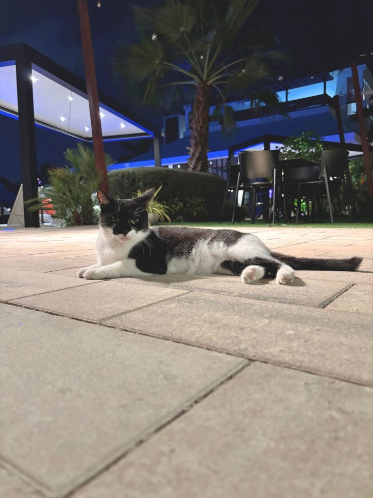 resort cat