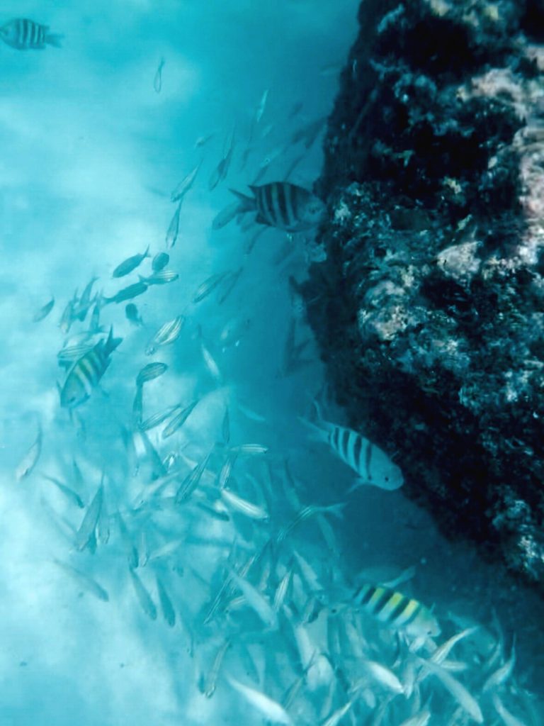 snorkeling tres trapi