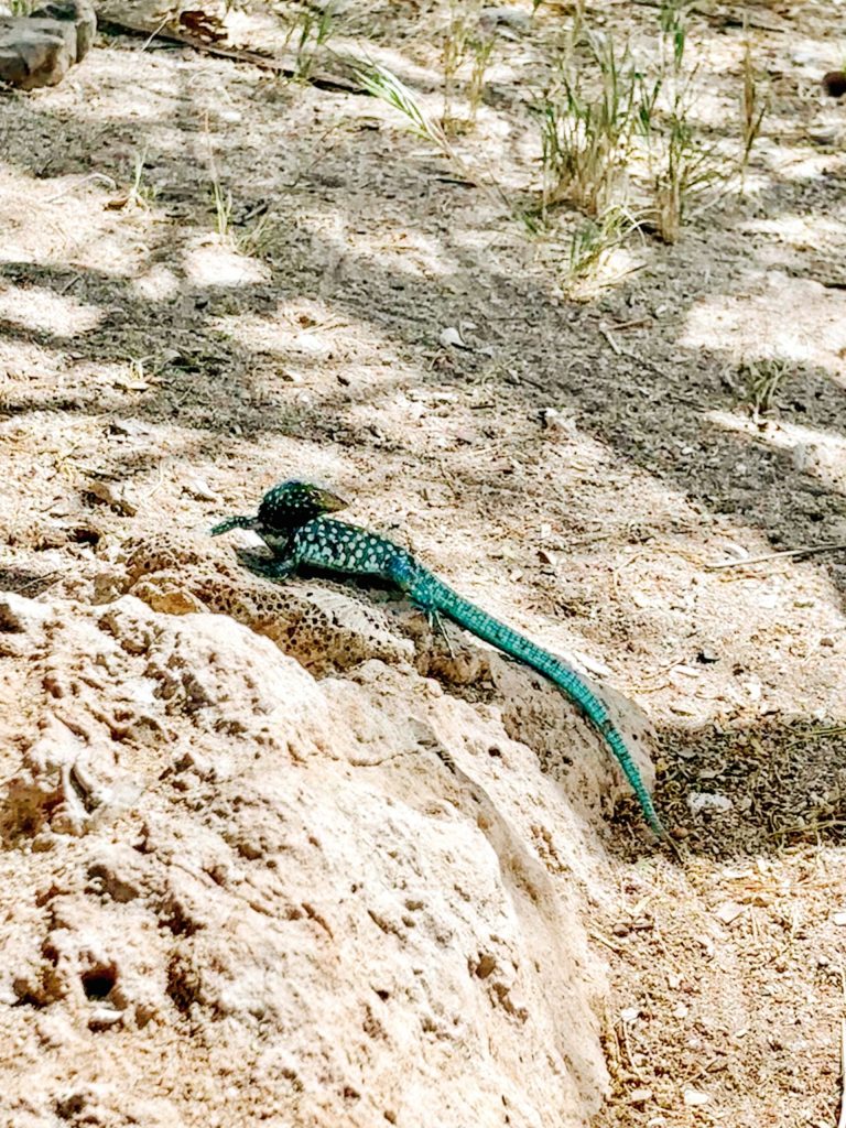whiptail lizzard